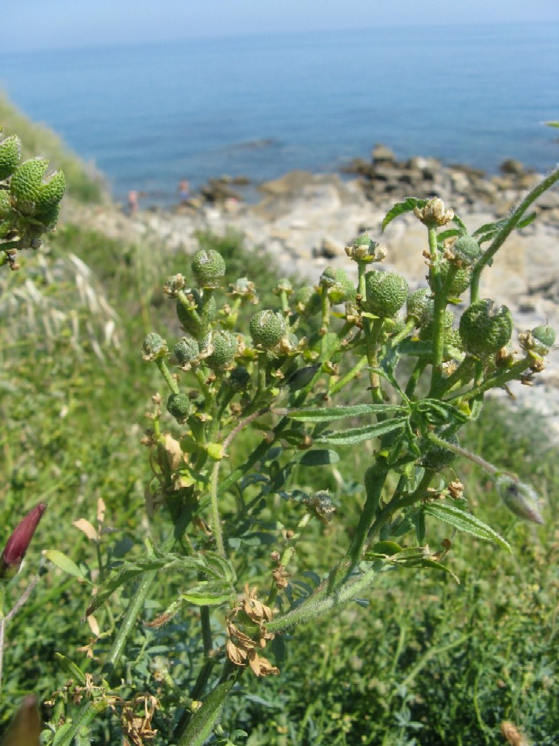 Pianta buffa in riva al Mar Ligure - Ruta graveolens